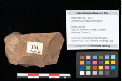 Foto (Objekt + Etikett) von Glyptostrobus europaeus Brongniart (NHMW-GEO-2024-0188-0154)